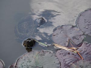Schildkröte